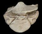 Bargain Kainops Trilobite With Bryozoan - Oklahoma #42847-2